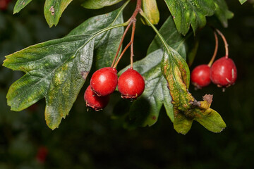 Ripe hawthorn fruits hanging on a branch among dense foliage. Natural seasonal background for health and nature illustrations. Macrophotography of hawthorn fruits on a background of green leaves.