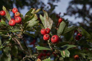Ripe hawthorn fruits hanging on a branch among dense foliage. Natural seasonal background for health and nature illustrations. Macrophotography of hawthorn fruits on a background of green leaves.