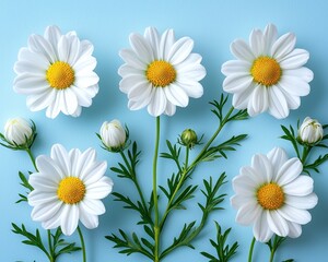 Fototapeta premium Fresh white daisies with vibrant yellow centers arranged on a soft blue background