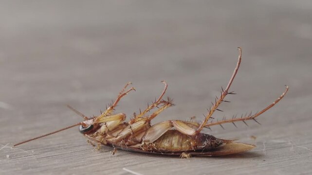 Multiple ants feeding on a cockroach lying upside down on the wooden surface