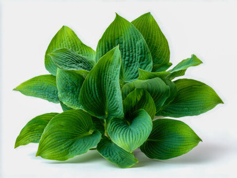 Fototapeta Close-up of vibrant green hosta plant leaves with detailed texture and natural curves isolated on a clean white background for gardening and botanical themes
