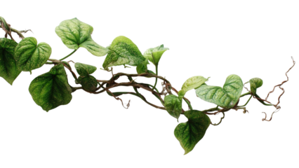 PNG of Lush green vine with heart-shaped leaves, perfect for adding a touch of nature to any space.