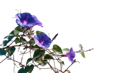 PNG of A vibrant display of purple morning glory flowers against a dark background, showcasing their delicate form and lush green leaves.