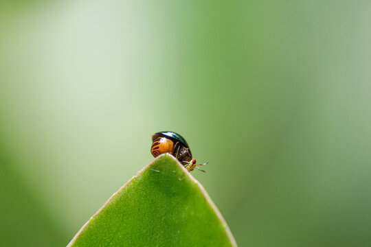 Macro photo of Celyphidae, Beetle Fly sitting on a leaf 
