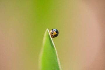 Macro photo of Celyphidae, Beetle Fly sitting on a leaf 