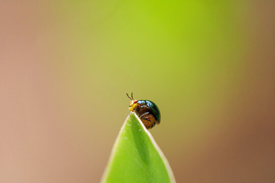 Macro photo of Celyphidae, Beetle Fly sitting on a leaf 