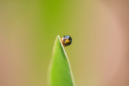 Macro photo of Celyphidae, Beetle Fly sitting on a leaf 