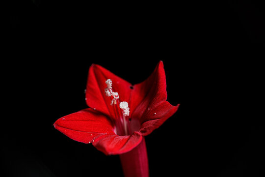 Cypress vine, Ipomoea quamoclit in Black Background 