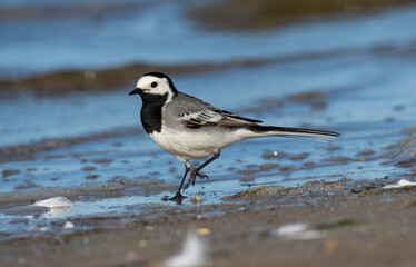 White wagtail (Motacilla alba) strolling along the seashore.