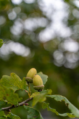 Obraz premium Close-up of two acorns growing on an oak tree branch with soft bokeh background. Autumn nature macro in Estonia.