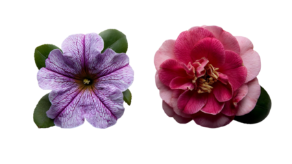 PNG of Two vibrant flowers: a purple petaled blossom with intricate veins and a lush pink bloom showcasing delicate layers.
