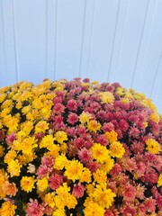 colorful chrysanthemum flower bed