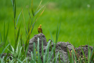 A yellowhammer (Emberiza citrinella) perched on a mound of earth amidst a sea of ​​green.