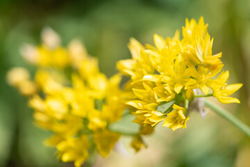 Yellow garlic (allium moly) flowers in bloom