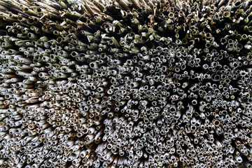 Close-up detail of traditional reed thatched roof texture, natural construction material used in old houses.