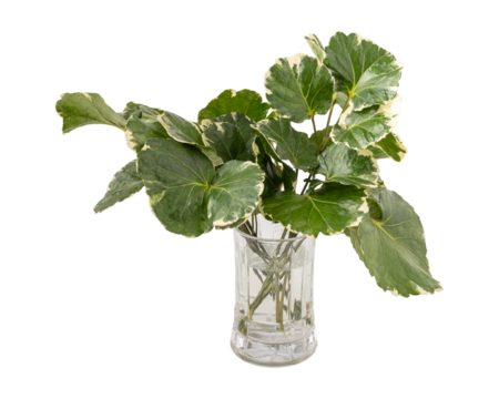 Bouquet of fresh green shield aralia or polyscias scutellaria in vase isolated on transparent background