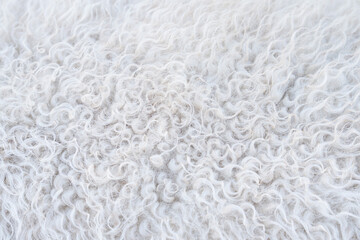 White sheepskin texture, background Fur karakul lamb.