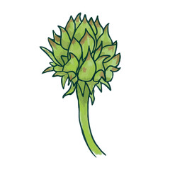 Green Artichoke bud, stem. Hand-drawn watercolors, outline. Botanical image of Vegetable for kitchen decor, cooking, eco-friendly products. Natural healthy Food. Isolated. Vector illustration.