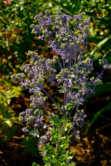 fioletowe kwiaty mikołajka, kwitnący mikołajek, Eryngium, kolczaste kwiatostany mikołajka, include eryngo, sea holly, spiky inflorescences, Eryngium flowers,  © kateej