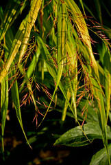kwitnąca hakonechloa smukła, trawa bambusowa, Hakonechloa macra, kłosowate kwiatostany hakonechloa, Hakone grass, Japanese forest grass, The spikes of Japanese grass, Flowering Hakonechloa © kateej