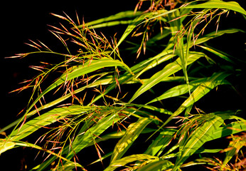 kwitnąca hakonechloa smukła, trawa bambusowa, Hakonechloa macra, kłosowate kwiatostany hakonechloa, Hakone grass, Japanese forest grass, The spikes of Japanese grass, Flowering Hakonechloa © kateej