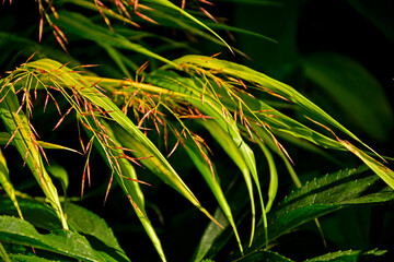 kwitnąca hakonechloa smukła, trawa bambusowa, Hakonechloa macra, kłosowate kwiatostany hakonechloa, Hakone grass, Japanese forest grass, The spikes of Japanese grass, Flowering Hakonechloa © kateej