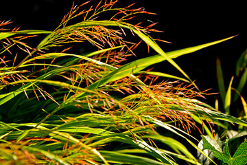kwitnąca hakonechloa smukła, trawa bambusowa, Hakonechloa macra, kłosowate kwiatostany hakonechloa, Hakone grass, Japanese forest grass, The spikes of Japanese grass, Flowering Hakonechloa © kateej