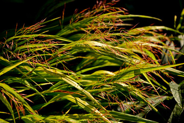 kwitnąca hakonechloa smukła, trawa bambusowa, Hakonechloa macra, kłosowate kwiatostany hakonechloa, Hakone grass, Japanese forest grass, The spikes of Japanese grass, Flowering Hakonechloa © kateej