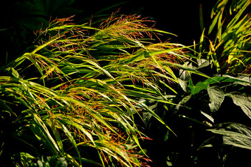 kwitnąca hakonechloa smukła, trawa bambusowa, Hakonechloa macra, kłosowate kwiatostany hakonechloa, Hakone grass, Japanese forest grass, The spikes of Japanese grass, Flowering Hakonechloa © kateej