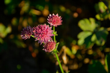 Jarzmianka większa, Astrantia major, great masterwort, różowa jarzmianka  © kateej