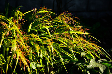 kwitnąca hakonechloa smukła, trawa bambusowa, Hakonechloa macra, kłosowate kwiatostany hakonechloa, Hakone grass, Japanese forest grass, The spikes of Japanese grass, Flowering Hakonechloa © kateej