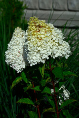 kwitnąca hortensja bukietowa, białe kwiaty, hydrangea paniculata or panicled hydrangea, krzew ozodbny, White flowers of hydrangea paniculata in garden. Hydrangea blooming. Hydrangea paniculata bloom  © kateej