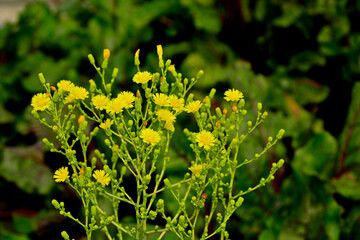 kwitnąca sałata w ogrodzie, zielona sałata z żółtymi kwiatami, przerosnięta salata w ogrodzie, An overgrown lettuce plant blooming in the garden in summer, Lactuca sativa, sałata siewna