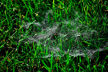 pajęczyna rozpięta na trawie i pokryta kroplami rosy, mały pająk w pajęczynie na trawie, Dew covered spiderweb in meadow, spiderweb in the grass covered with dew	
