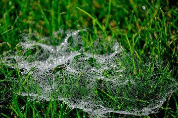 pajęczyna rozpięta na trawie i pokryta kroplami rosy, mały pająk w pajęczynie na trawie, Dew covered spiderweb in meadow, spiderweb in the grass covered with dew	