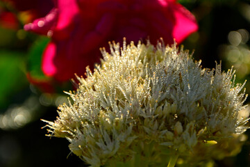 białe kwiaty rozchodnika pokryte rosą, kwitnący rozchodnik okazały, Rozchodnikowiec okazały, Hylotelephium spectabile, białe kwiaty rozchodnika, blooming sedum, Sedum maximum in the garden © kateej