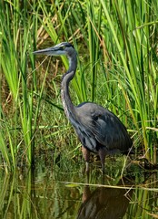 Great Blue Heron at a wildlife refuge in Texas