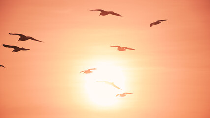 Seagulls flying in the sunset