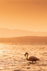 Lonely flamingo in the sunset at Paracas