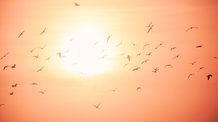 Sunset in the sky with flaying bird 
