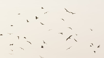 Flock of birds silhouette at Paracas, Peru 