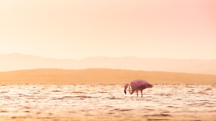 Flamingo on the beach at sunset in Paracas