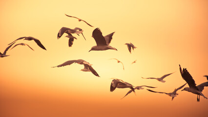 Seagull in flight with dramatic light at summer