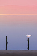 Seagull on the pier looking for food in sunset 