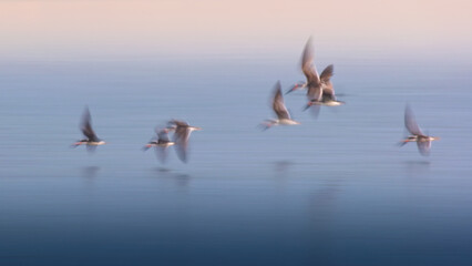 Folk of birds