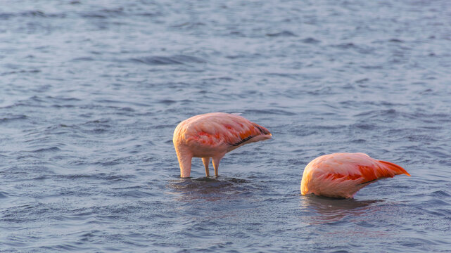 Pink flamingo feeding in the water at Paracas, Peru