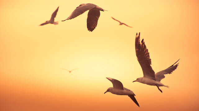 Seagull in flight with dramatic light at summer