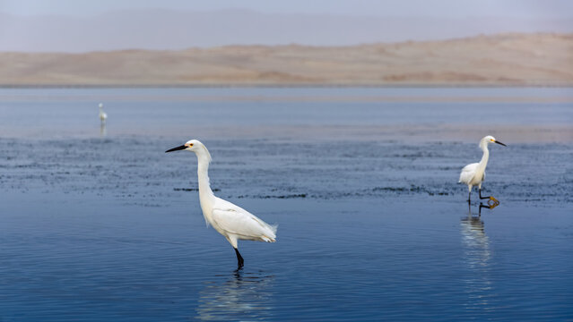 Tow great white heron at the seashore