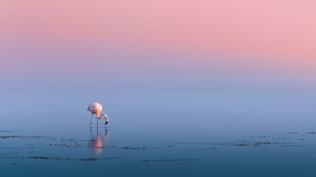 Young flamingo feeding on the seashore