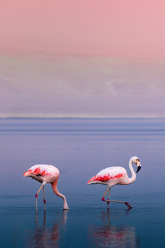 Pink flamingos standing in the water